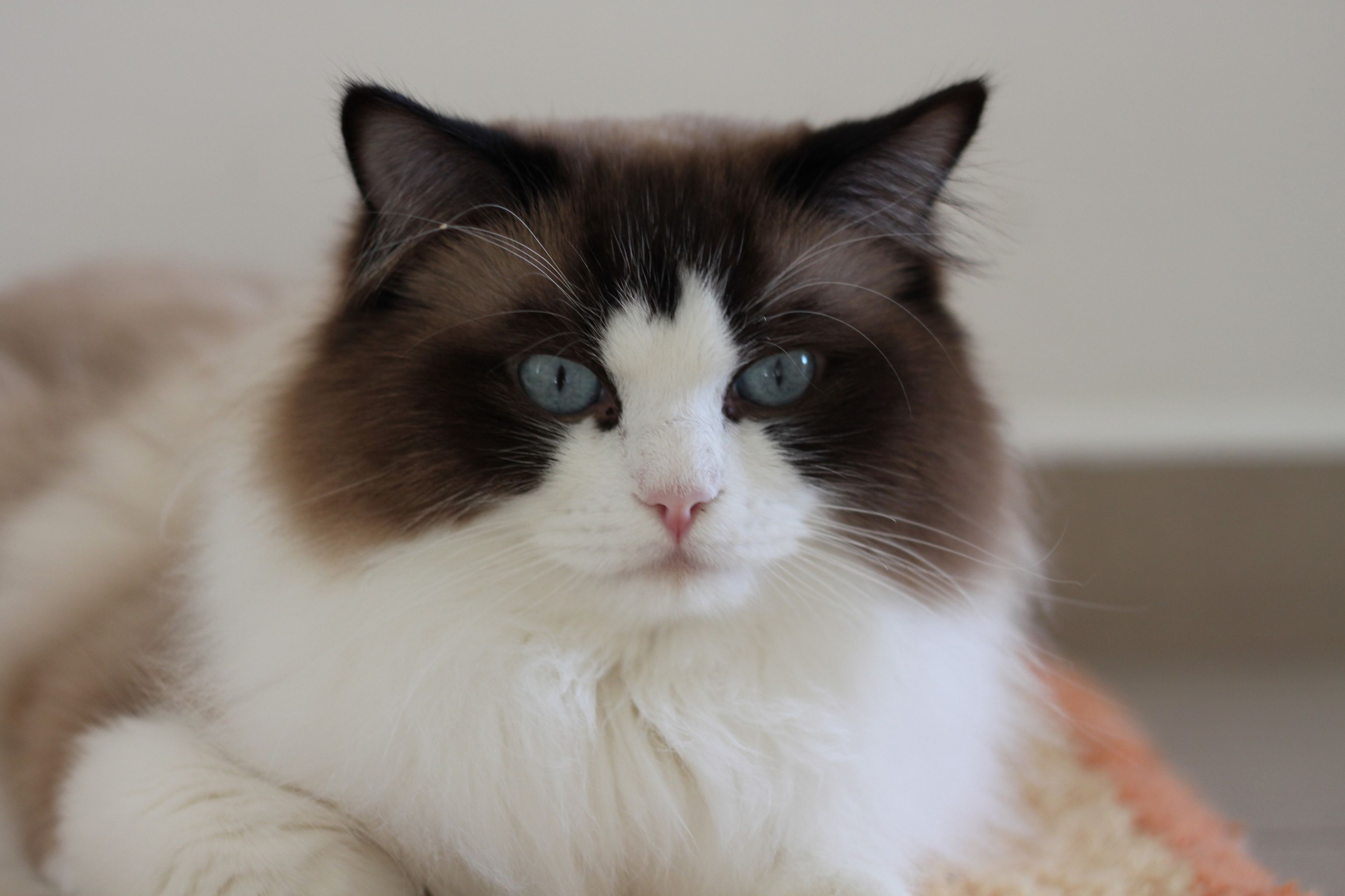 380001156_230884480003152_2559735605578104316_n