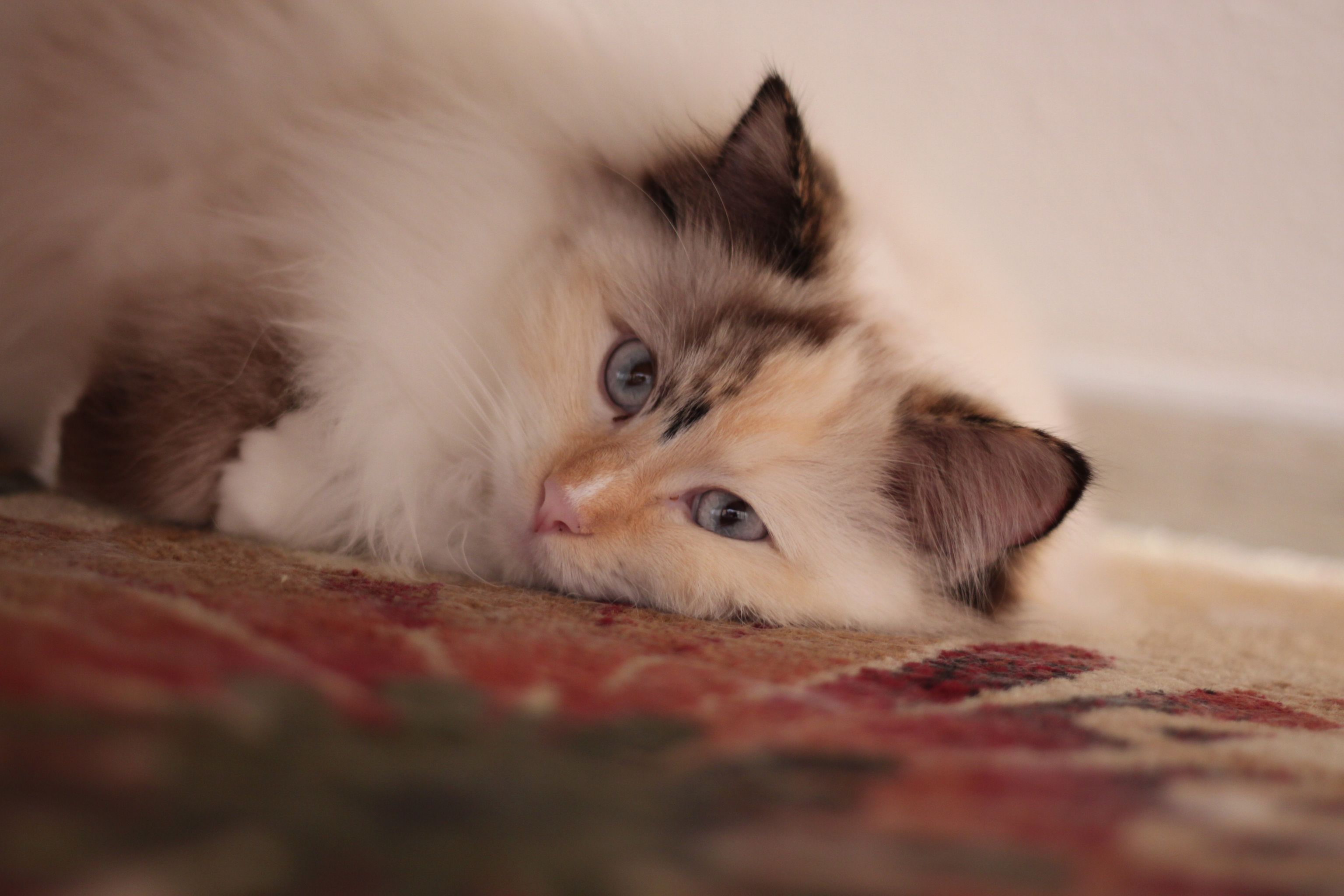 385532678_1708248423005445_7161803336013437921_n