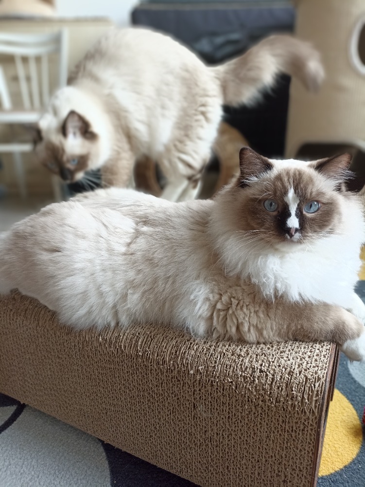 Hector Lysinka Dandelion II, RAG n 33 04