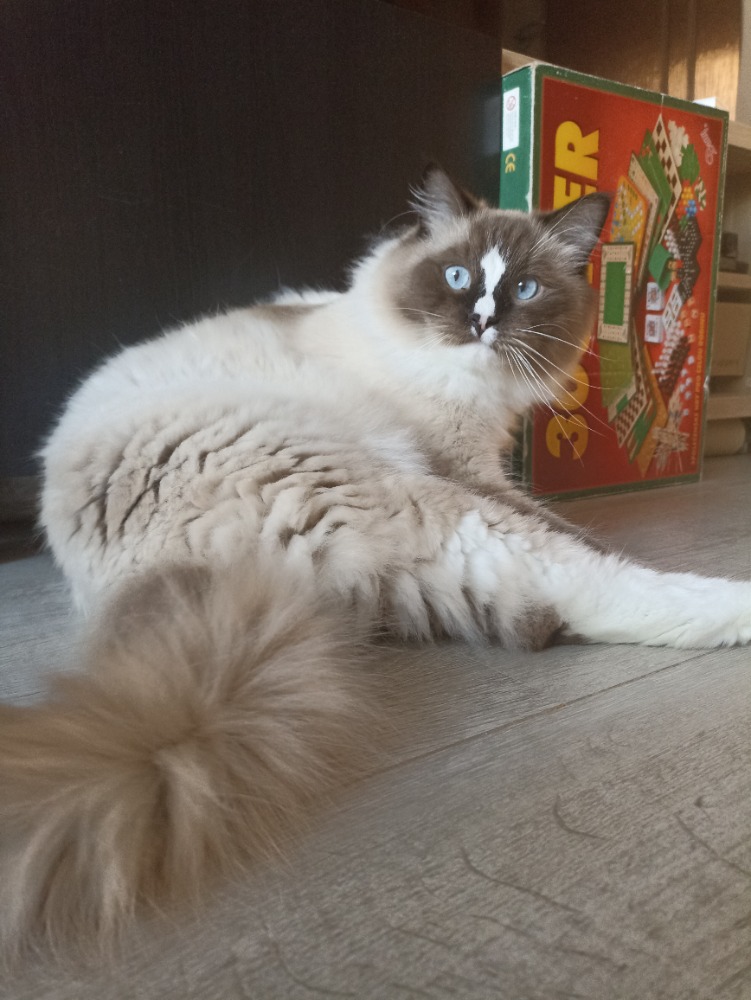 Hector Lysinka Dandelion, RAG n 33 04