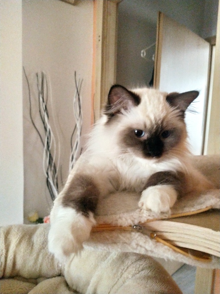 Jassica Gloria Dei II, RAG n 33 04