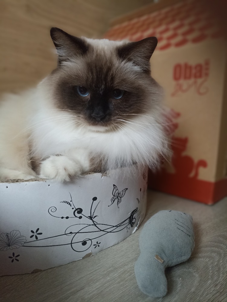 Jassica Gloria Dei, RAG n 33 04