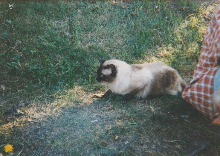 Alexandr Vikomt 1998 II