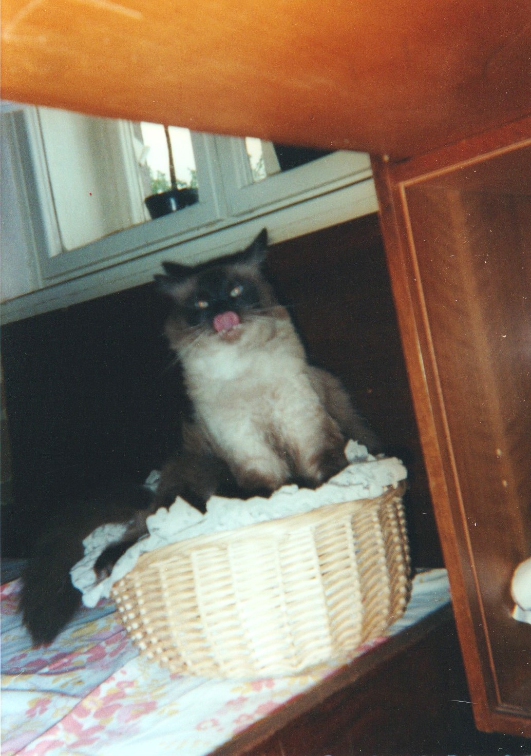 Baltazar Titanis, 2000