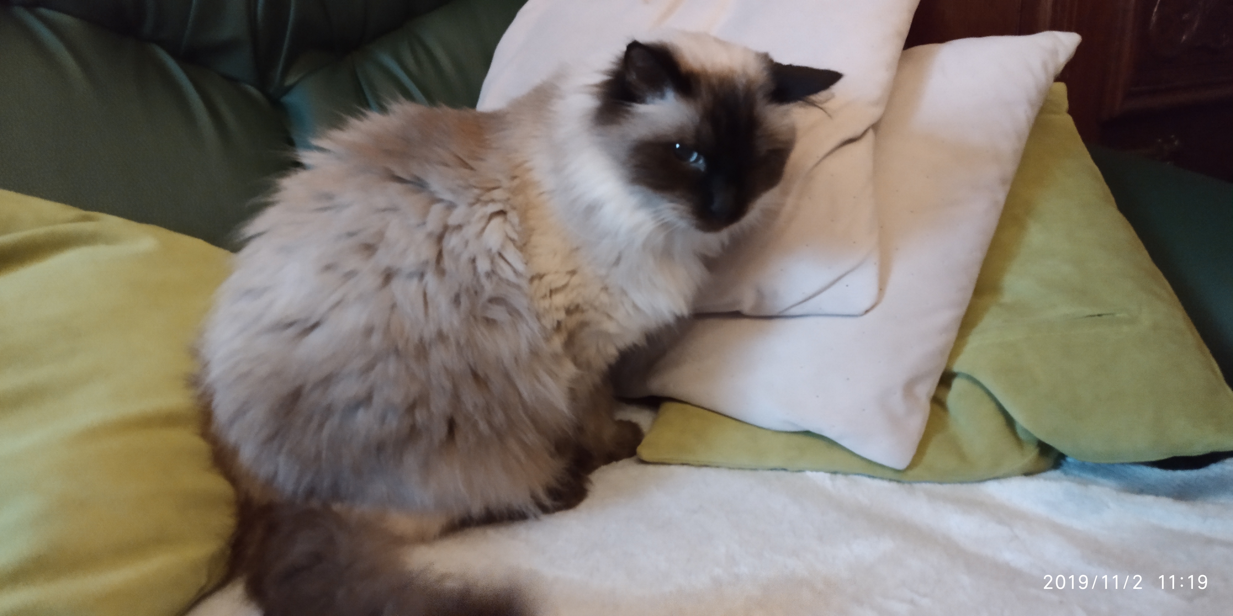 Isis z Templu I, 2017