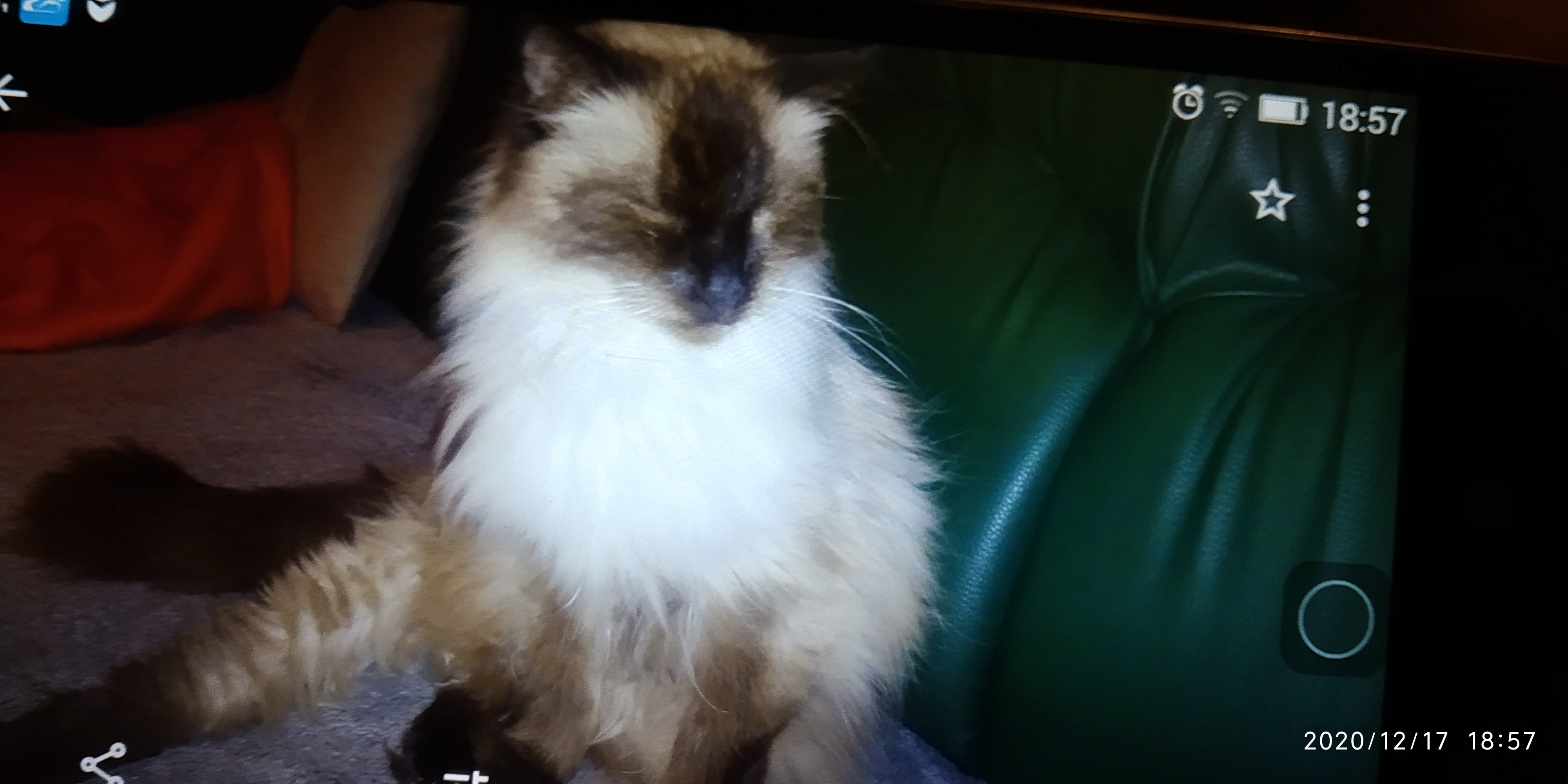 Isis z Templu II, 2017