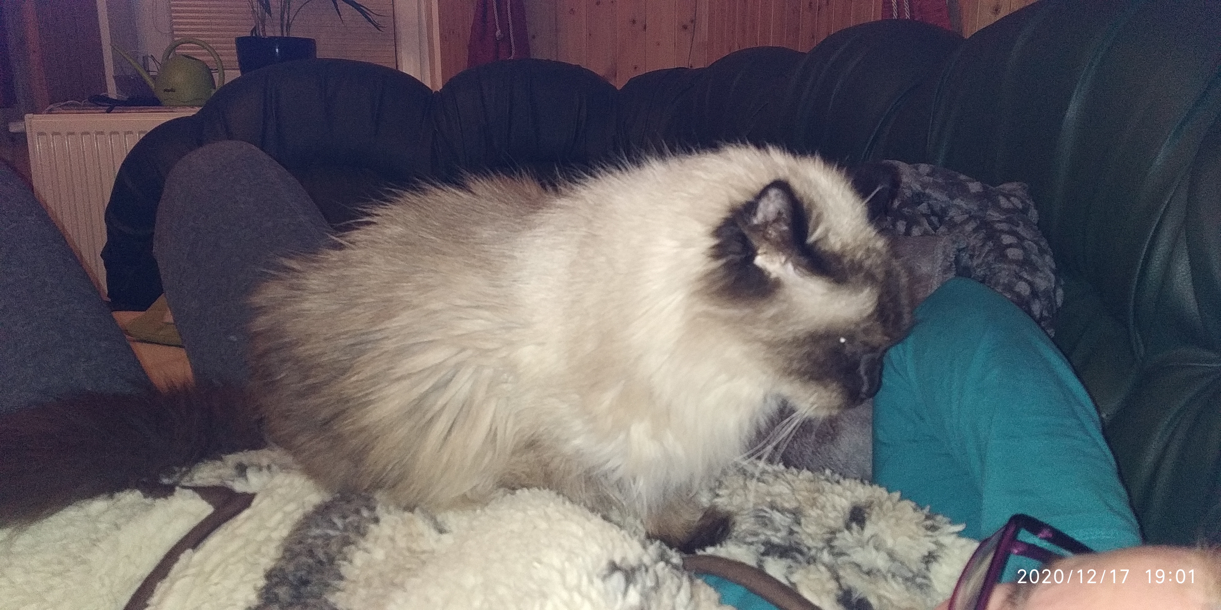 Isis z Templu III, 2017