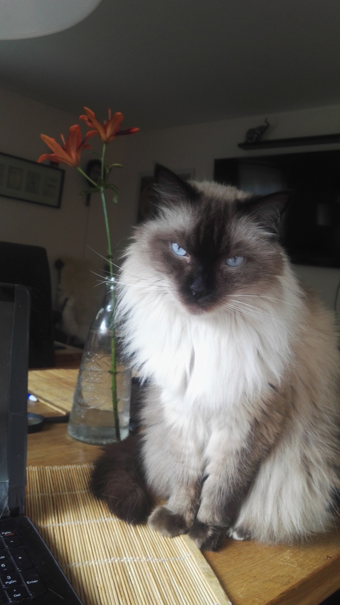 Montýsek, Yves Síh I