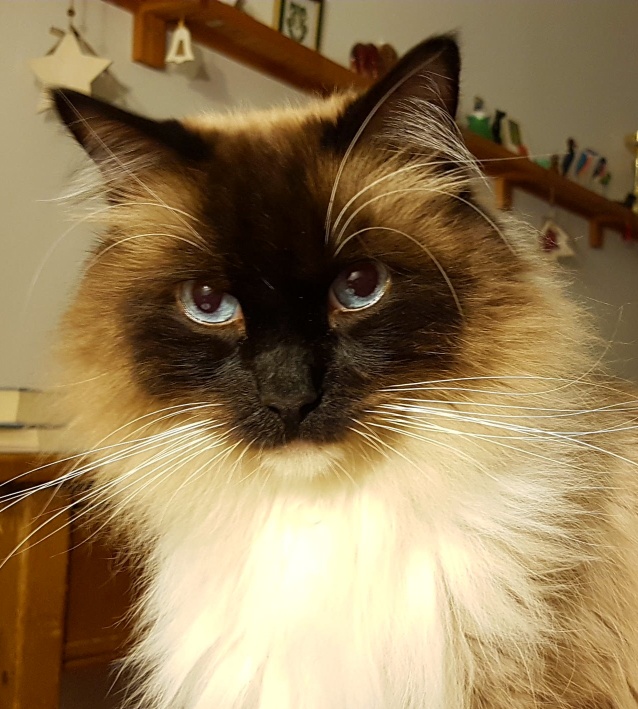 Olivander Síh VI, 2007