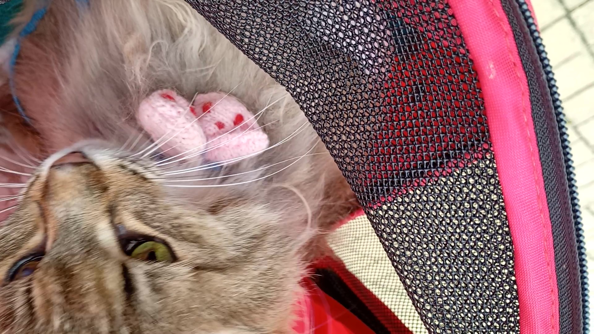 VID_20250923_124645454 - frame at 0m16s