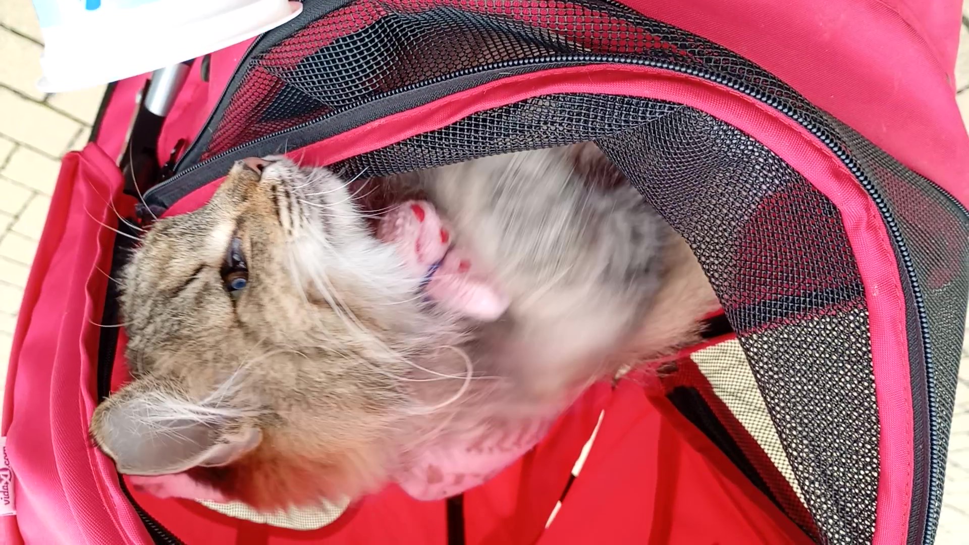 VID_20250923_124645454 - frame at 0m20s