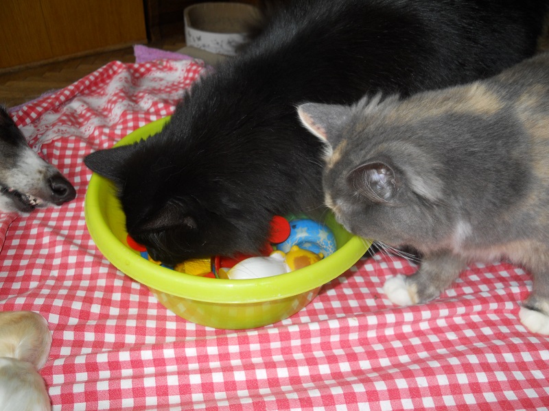 Luštění hlavolamu