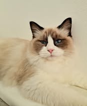 Bibiana White Camelia