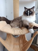 Hector Dandelion Rag