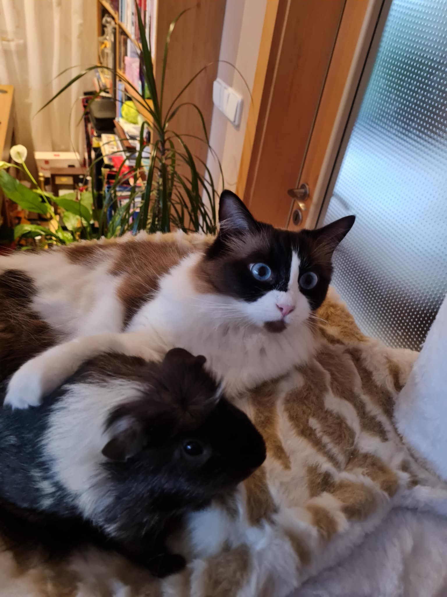 Orinka s morčátkem