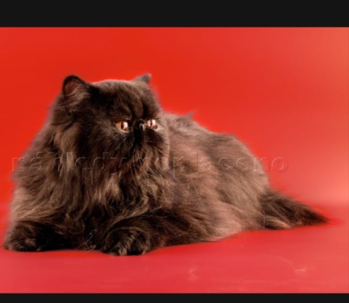 JCH. P. Holly Hillis. Cz