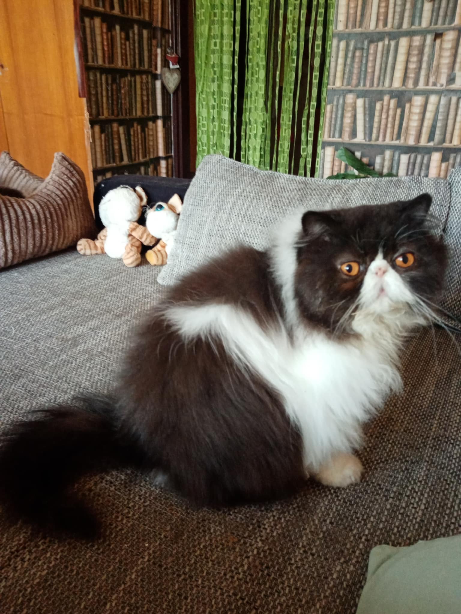 CH. Harry Sunvuelle. Cz