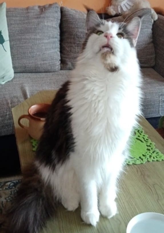 Saturnin Velvet Duckie. Cz